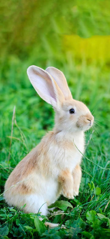 Cute rabbit on the grass phone wallpaper