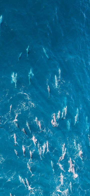 Aerial photography of dolphins swimming in groups in the sea