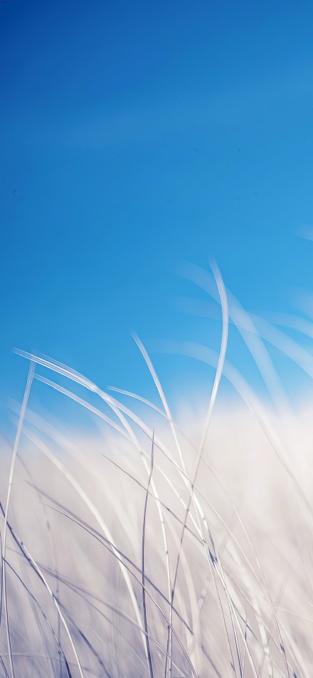 White grass under the blue sky simple phone wallpaper