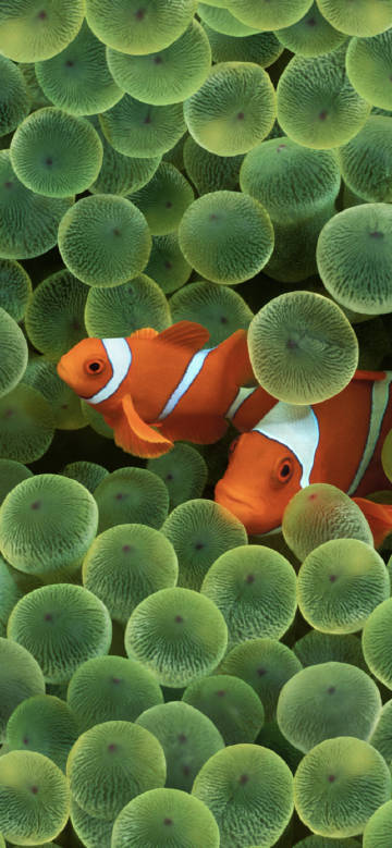 Clownfish in Anemone Cluster phone wallpaper