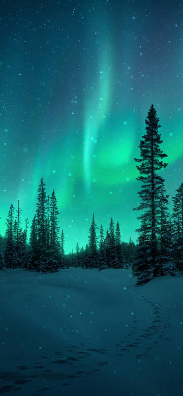 Aurora Spectacle Wallpaper: Cedar Grove under the Northern Lights