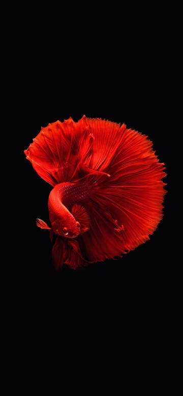 Vibrant Red Betta Fish On Black Background 4k Wallpaper