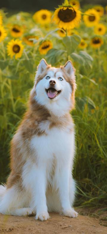 Smiling Blue-Eyed Husky in Sunflower Field 4K Wallpaper