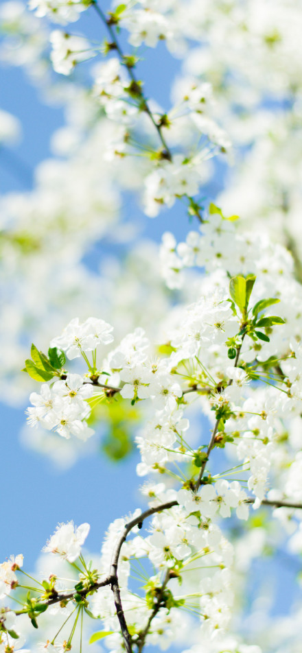 White Blossoms Against a Clear Blue Sky 4K Phone Wallpaper