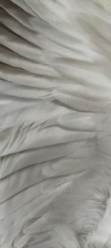 Pure white feathers phone wallpaper