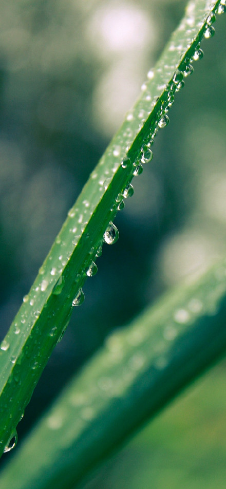 Fresh scene of dewdrops on grass leaf phone wallpaper