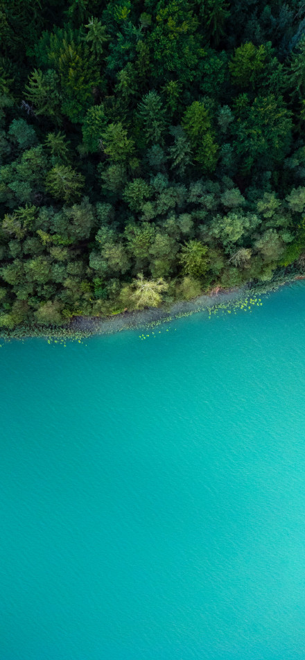 Overlooking the tranquil forest and green lake phone wallpaper