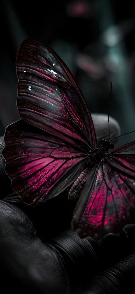 Beautiful Dark Magenta Butterfly Wallpaper 4K