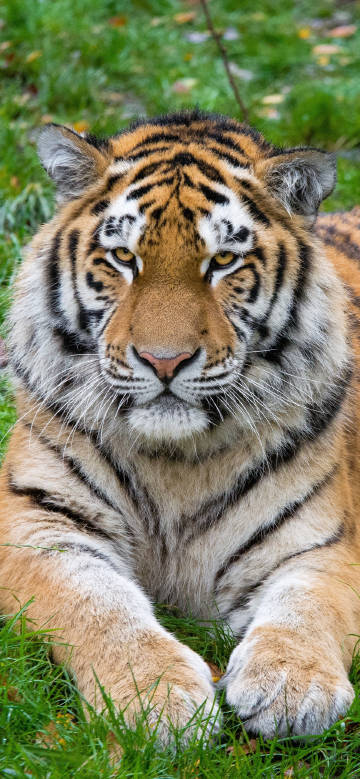 Wild Tiger Resting On Green Grass Phone Wallpaper