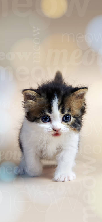 Cute kitten with big blue eyes phone wallpaper