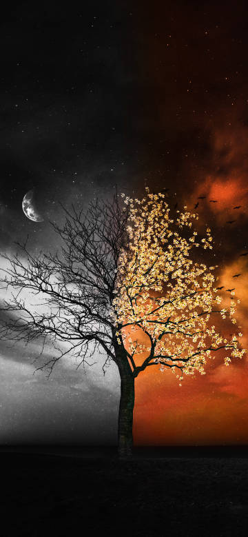 tree,night,dark