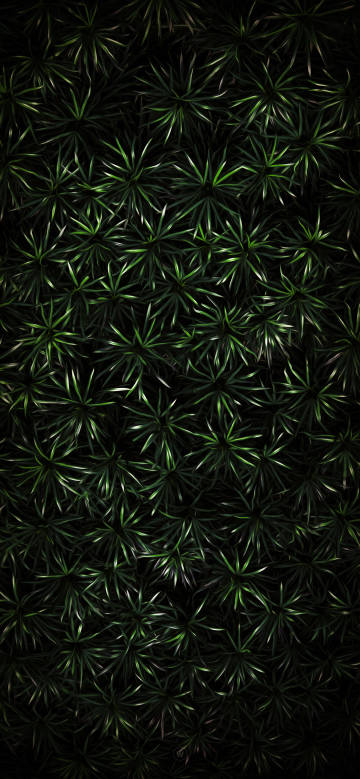 Dense green radial leaves on a black background