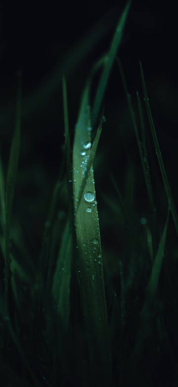 Hazy scene of water droplets on grass leaf phone wallpaper