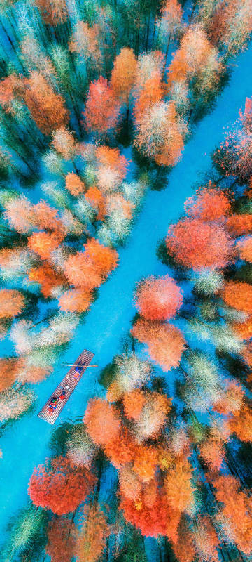 Beautiful redwood forest phone wallpaper Beautiful redwood forest phone wallpaper