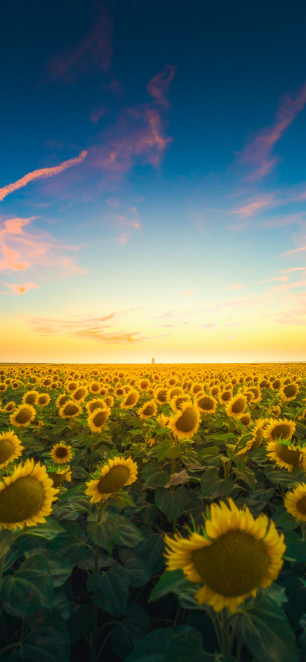 Bright flower field under sunset phone wallpaper