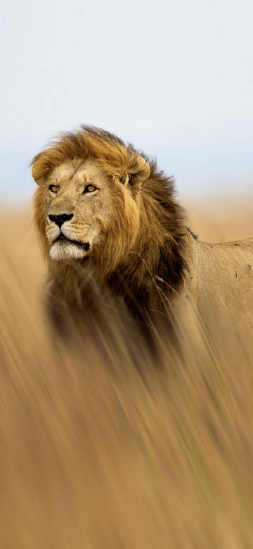 A lion with a thick mane of kingly majesty