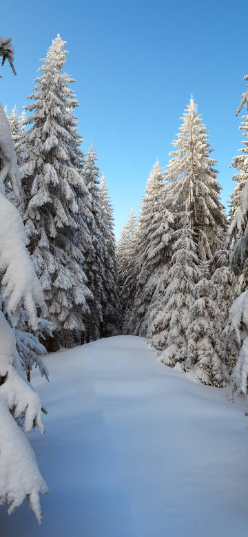 Snow-covered coniferous forests with white snow under clear blue skies