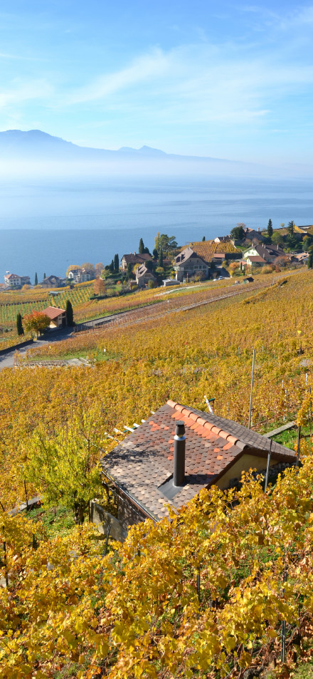 Switzerland Lavaux vineyard terraces landscape wallpaper