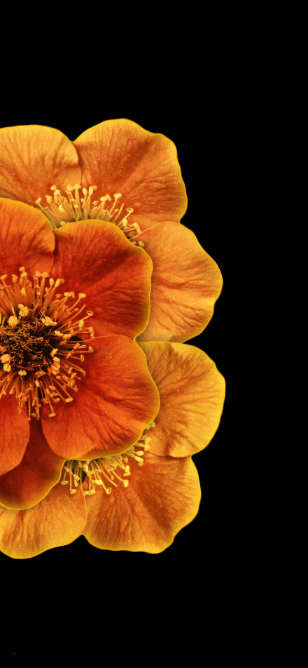 Bright orange-red flowers on black background phone wallpaper