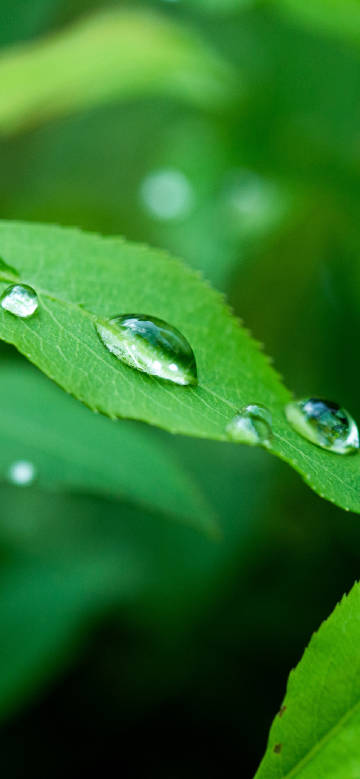 dewdrop,leaf,green,fresh