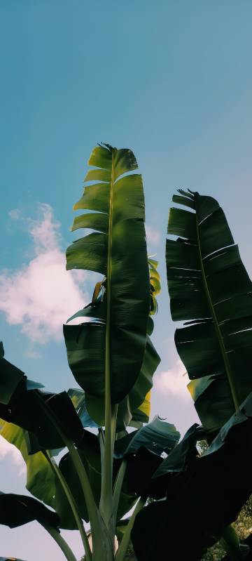Green Banana Tree Leaves With Sunlight