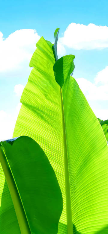 Green banana leaves under blue sky and white clouds phone wallpaper