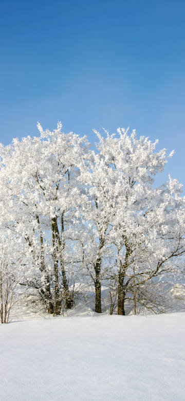 Ice-covered woods under a clear blue sky phone wallpaper
