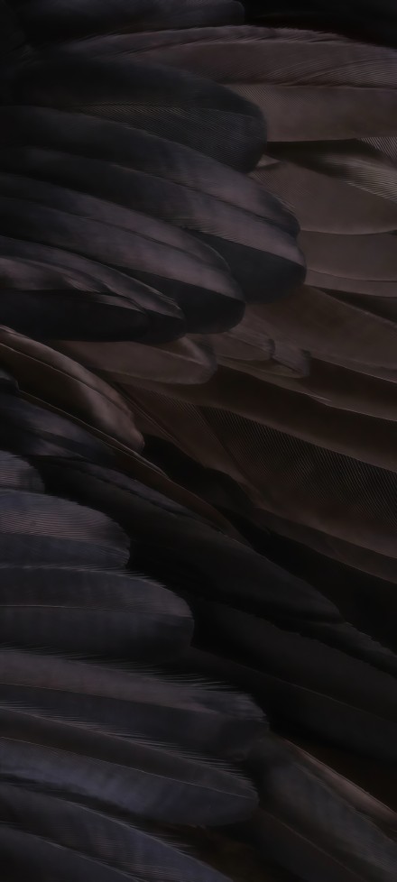 Black feather texture clear phone wallpaper