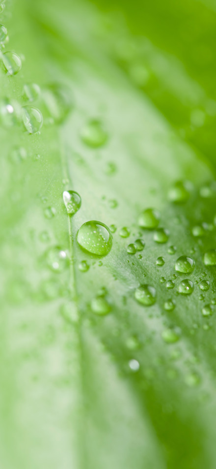 Macro Shot of Water Droplets on Leaf 4K Wallpaper