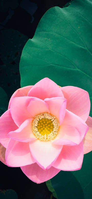 Fresh and beautiful pink lotus close-up phone wallpaper