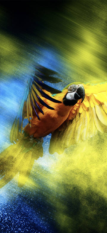 Gorgeous parrot dancing in air phone wallpaper