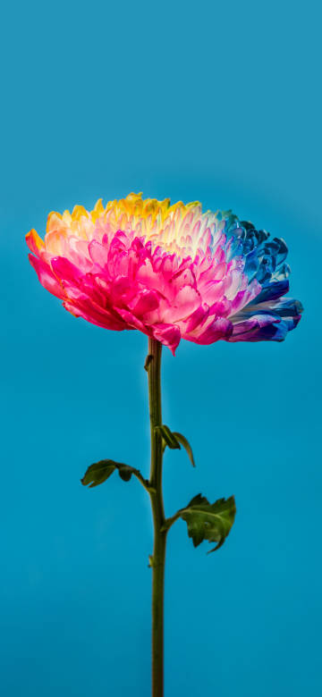 Colorful Chrysanthemum in Front of Blue Background 4K Phone Wallpaper