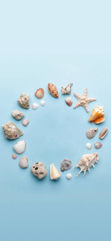 Various shells arranged in a circle and a starfish phone wallpaper