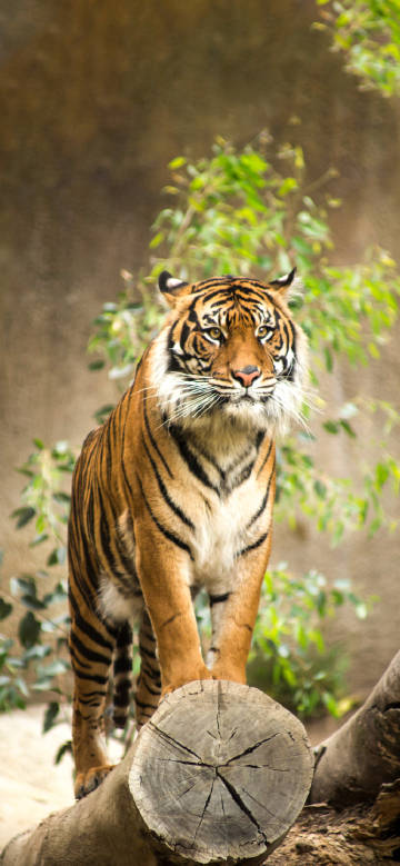 Majestic Bengal Tiger On A Tree Trunk Phone Wallpaper