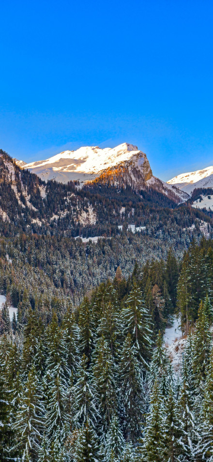 Snow-capped mountains and forests under the blue sky phone wallpaper