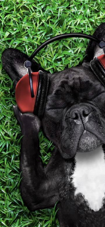 Cute dog listening to music on grass phone wallpaper