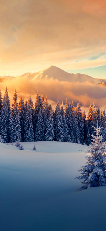 Tranquil Winter Forest wallpaper: snow-covered pine forest with mountain peaks