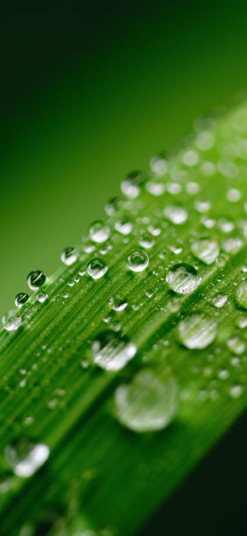 Crystal-clear water droplets on grass leaf phone wallpaper