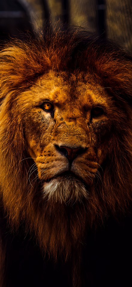 Cool Golden Lion Staring In The Dark 4K Wallpaper