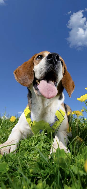 Happy Beagle Dog in a Lush Green Field 4K Wallpaper