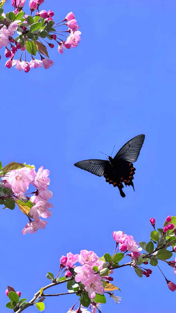 Aesthetic Wallpaper: Blue Sky, Black Butterfly, and Pink Florals