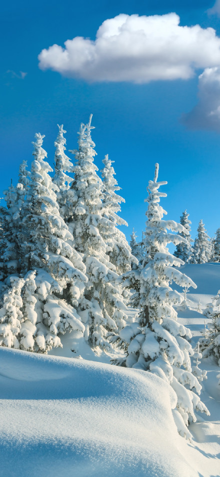 Winter Forest Phone Wallpaper