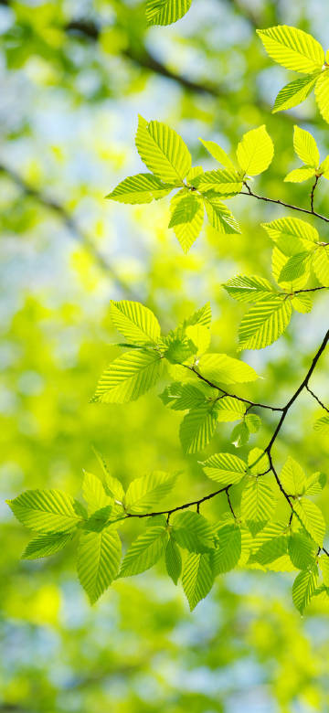 Bright Green Leaves In Spring Light