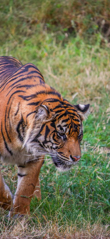 Tiger walking in the grass phone wallpaper
