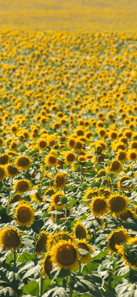 A field of sunflowers full of life and vigor phone wallpaper