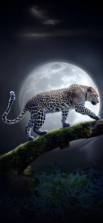 Leopard Walking On A Branch In The Moonlight Wallpaper 4K