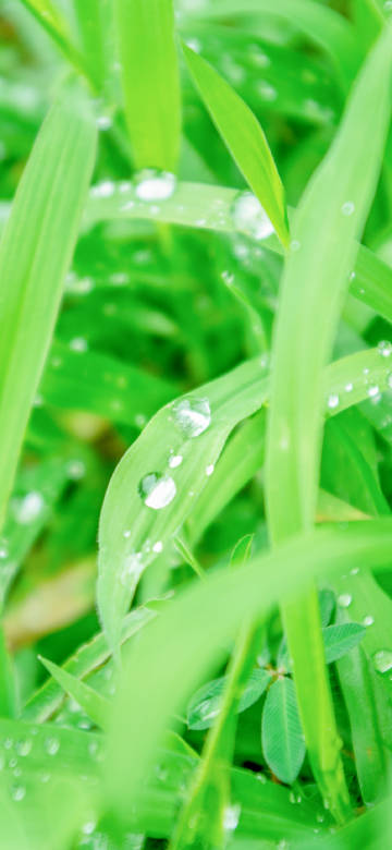 Morning Dew on Fresh Green Grass 4K Wallpaper