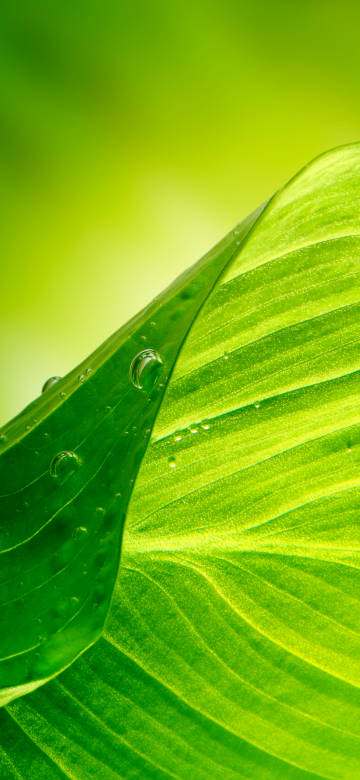 Close-Up Green Leaf With Dew Drops 4K Phone Wallpaper