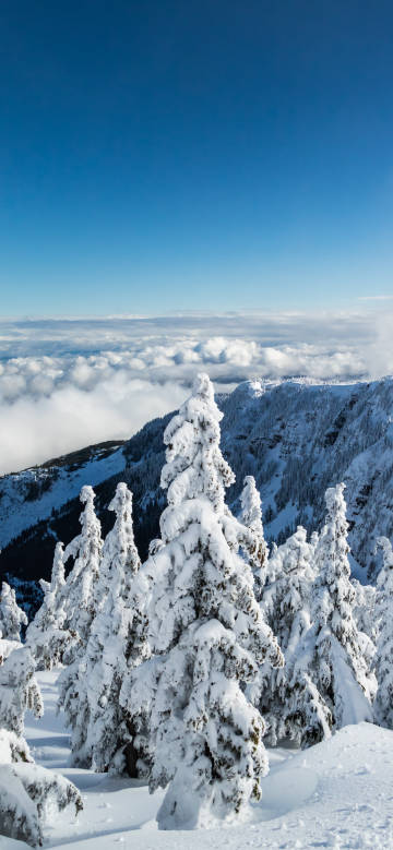 Snowy Pines Above the Clouds Phone Wallpaper
