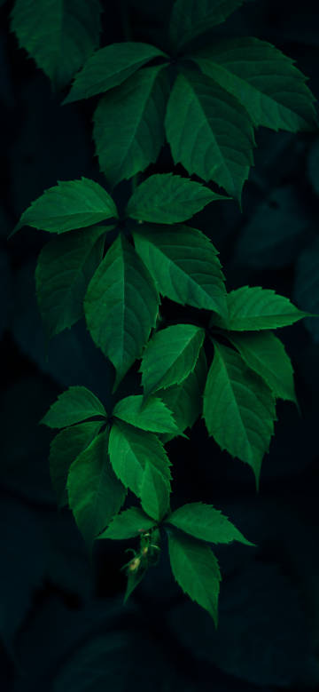 Dark Green Leaves Aesthetic Wallpaper Dark Green Leaves Aesthetic Wallpaper